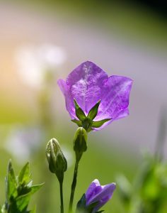 Violetti kukka auringonpaisteessa